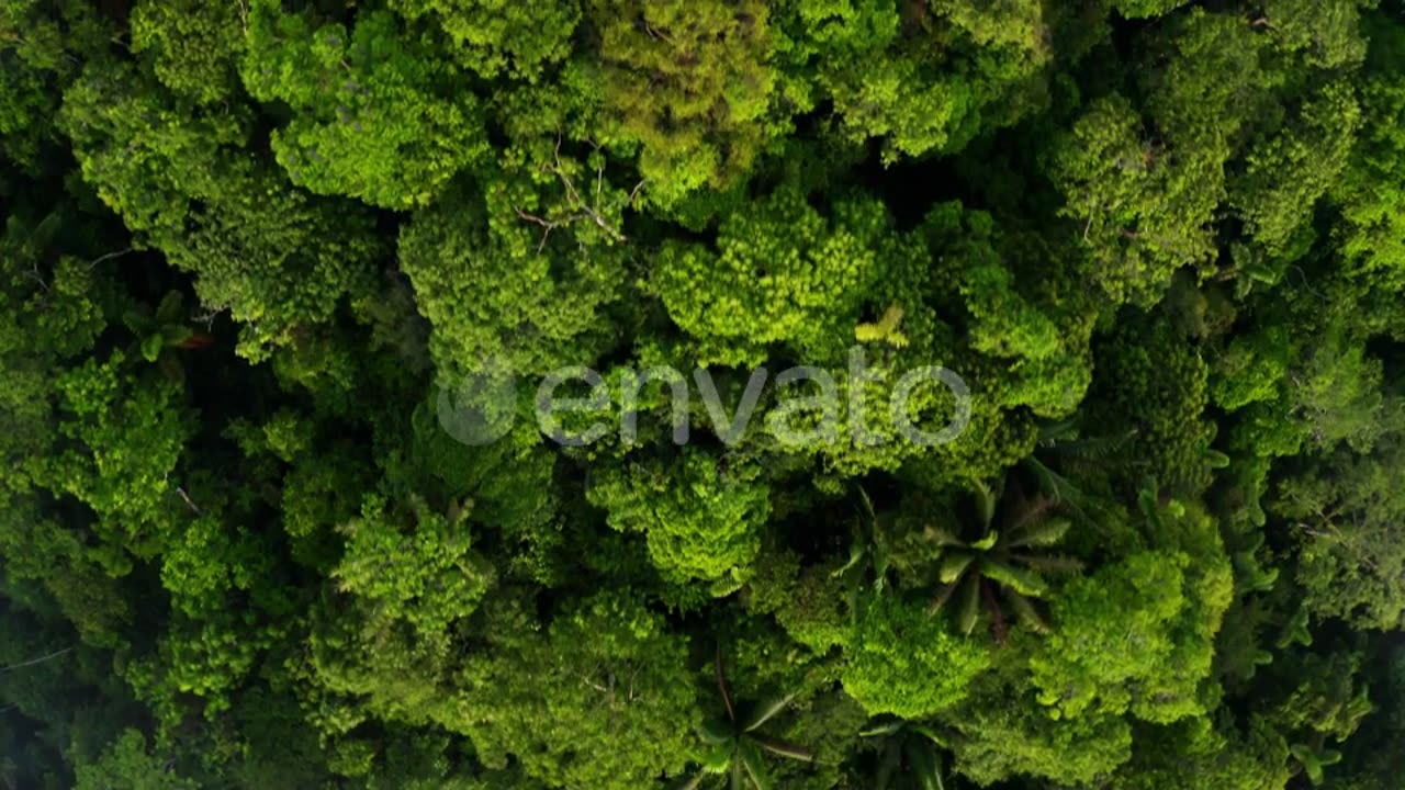 Flying closely over the canopy of a forest: relaxing nature background