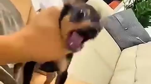 FUNNIEST Dog Videos EVER