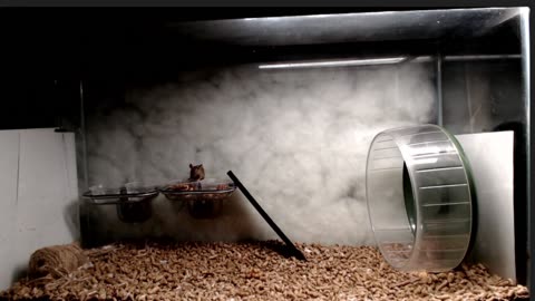 White footed mice + brown Eurasian rat - will they coexist?