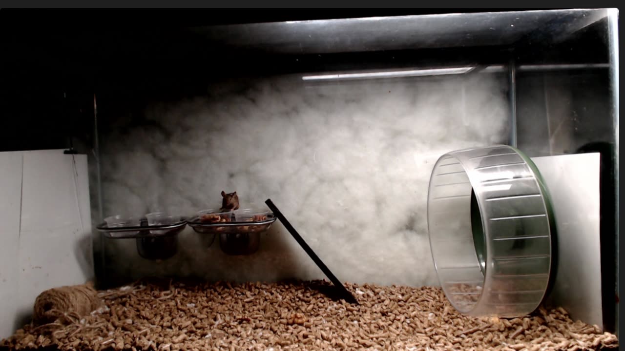 White footed mice + brown Eurasian rat - will they coexist?