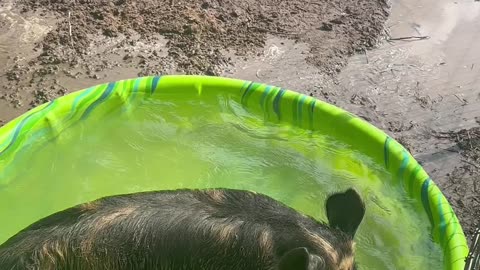 Baby pigs playing in the water
