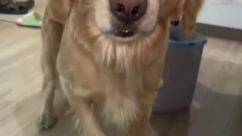 El ladrón de golosinas de cuatro patas, al verse descubierto, se hizo el dormido andante.