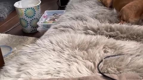 Earl the Squirrel Goofing With Tinker the Dog