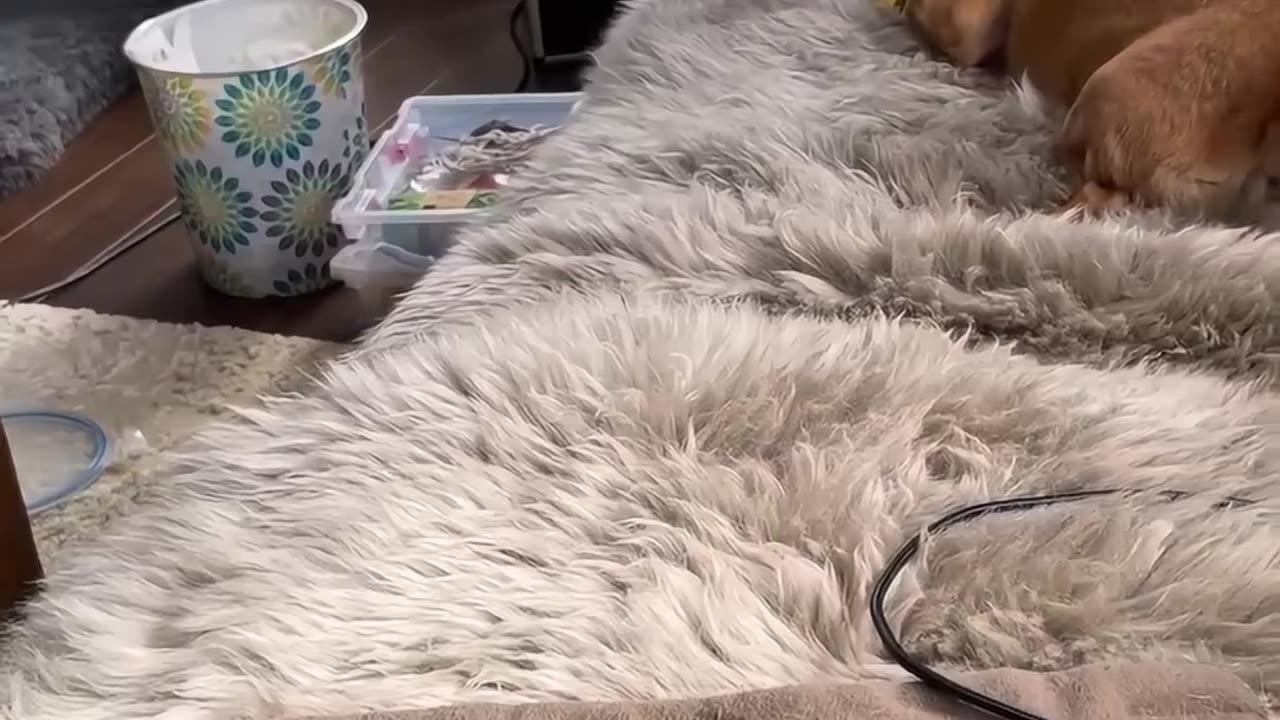 Earl the Squirrel Goofing With Tinker the Dog