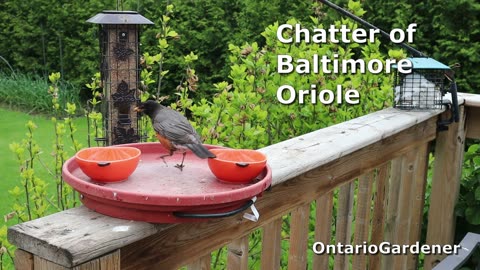 Springtime Backyard Birds – Robins, Orioles, Blue Jays & Starlings at the Feeder in Ontario