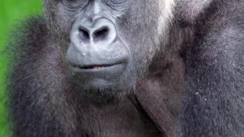 The viral ‘100 men vs. 1 gorilla’ question has caused HEATED debates