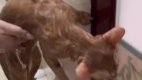 cats bathtime
