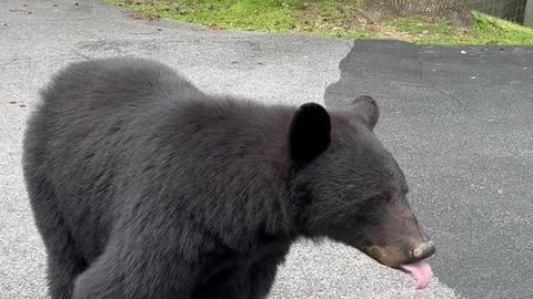 Black Bear Says No Filming