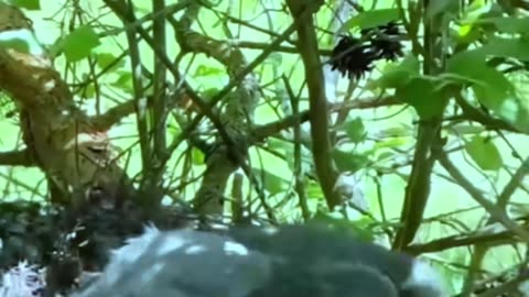 نهایت درنده‌خویی در حیات‌وحش