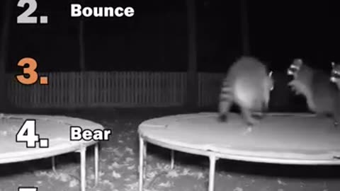Ranking The Best Animal On A Trampoline Moments