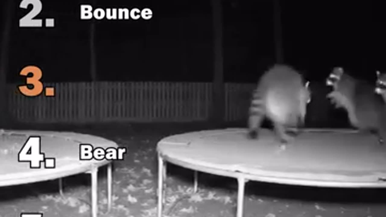 Ranking The Best Animal On A Trampoline Moments