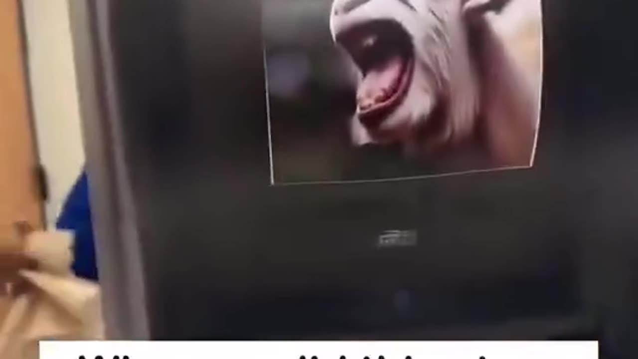 Yes, This Paper Towel Dispenser Sounds Like a Goat