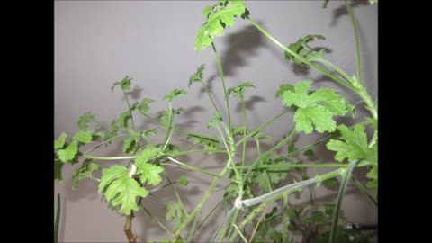Peaceful Easy Feeling Geranium June 2023