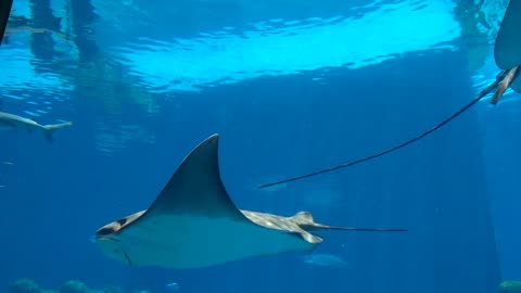 Smelled, stingray, underwater