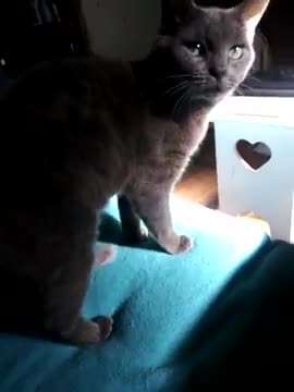 Windigo checks out the new couch