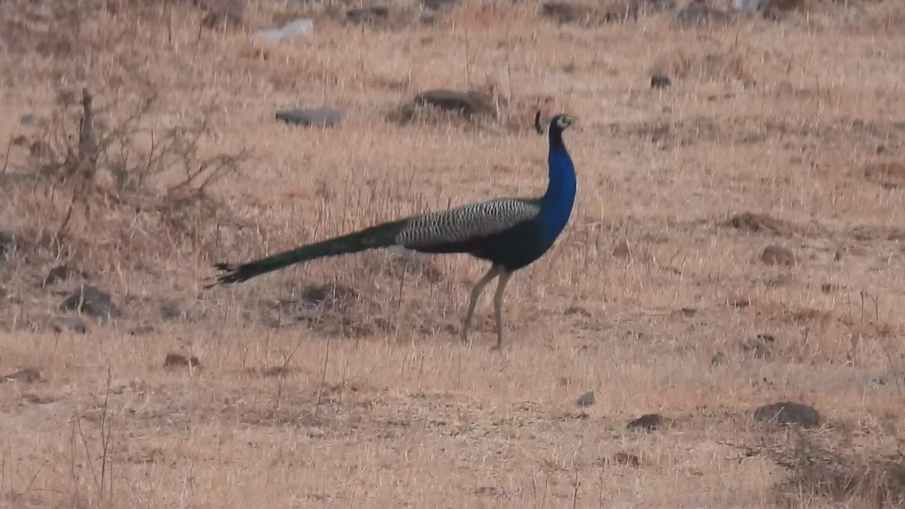 Feather Duster on the Run