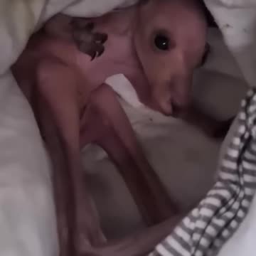 From Rescue to Best Friend!