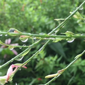 The wildflowers Collected The Dewdrop