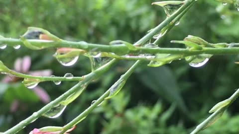 The wildflowers Collected The Dewdrop