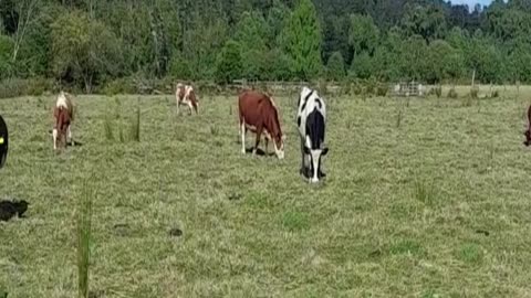 cow