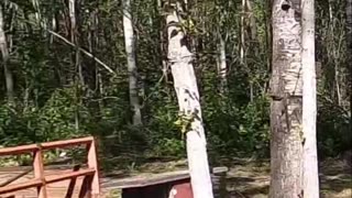 Off-Grid Hack_ Free Heat From Cardboard_ You Won't Believe It! #livingoffgrid