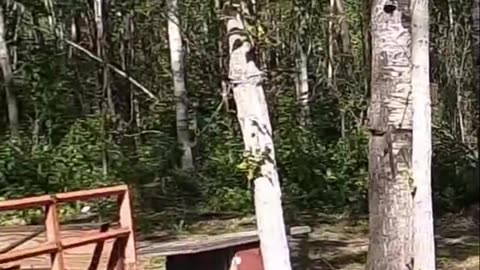 Off-Grid Hack_ Free Heat From Cardboard_ You Won't Believe It! #livingoffgrid