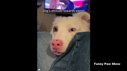 Funny dogs video 2025