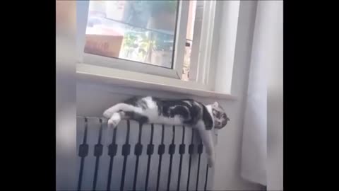 Funny Animal