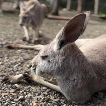 Kangaroo diaries only in Australia 🇦🇺