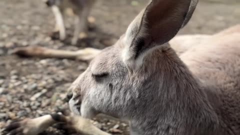 Kangaroo diaries only in Australia 🇦🇺