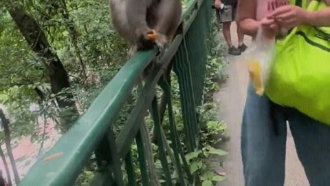 The monkey is angry.
