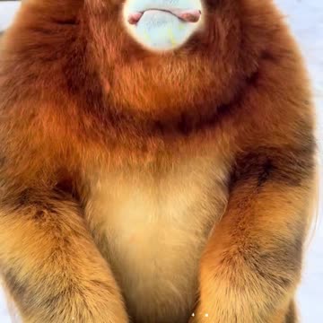 🦧 Exotic Monkey at Its Feeding Time: Pure Cuteness! 🥬❤️