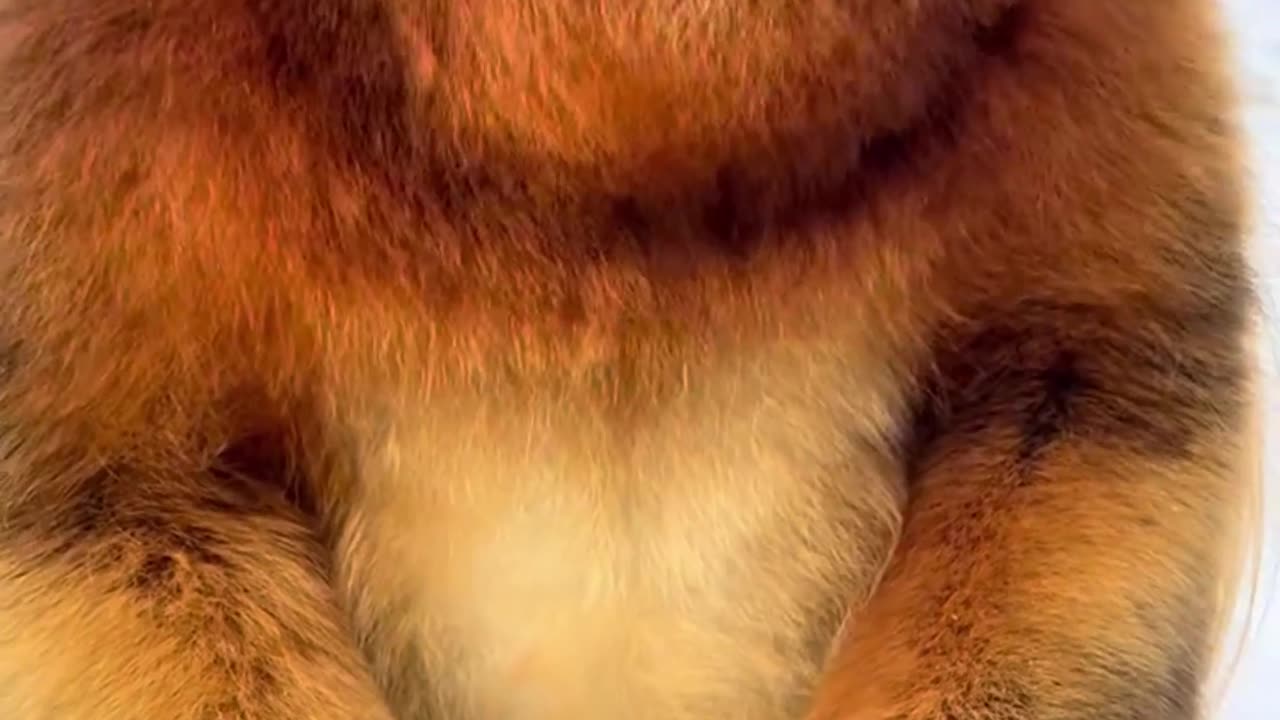 🦧 Exotic Monkey at Its Feeding Time: Pure Cuteness! 🥬❤️