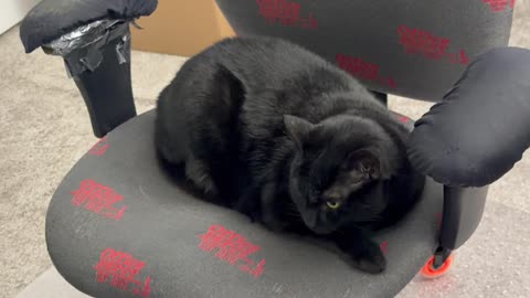 Cute Precious Piper Sets a Good Example in the Office - My Adopted Shelter Cat Vlog