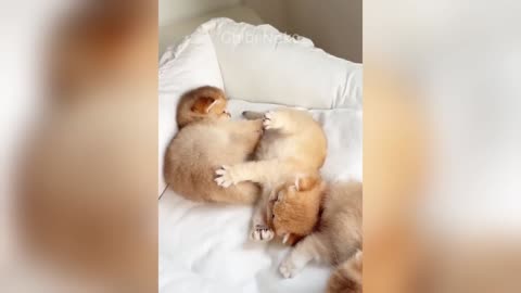 gut busting pet & animal videos
