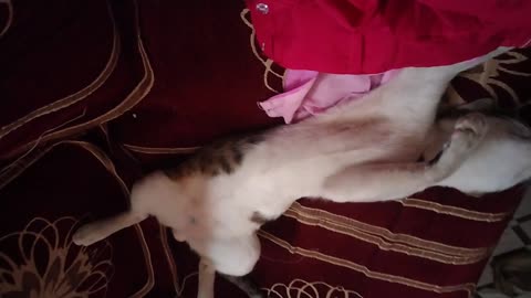 THE FUNNY CAT SLEEPING 😴