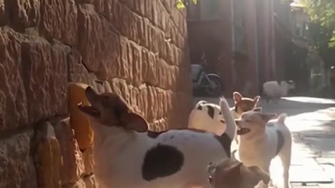 Billy and Sol's Epic Dog Adventures: Fun and Friendship 🐶🐶🐶🐶