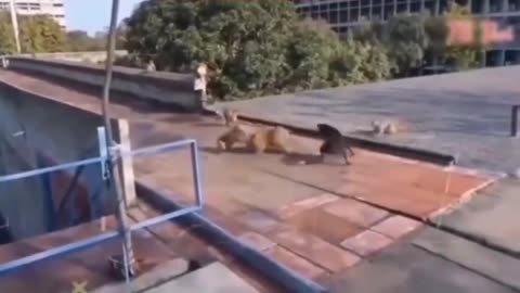 The Monkey Vloger