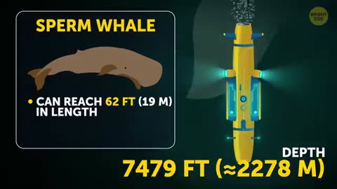 What Would a Trip to the Mariana Trench Be Like_