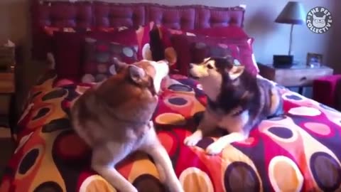 Funniest Husky Videos 🤣 🐶 Funny And Cute Dog Videos Compilation!
