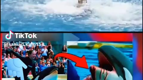 Jessina and the Friendly Dolphin