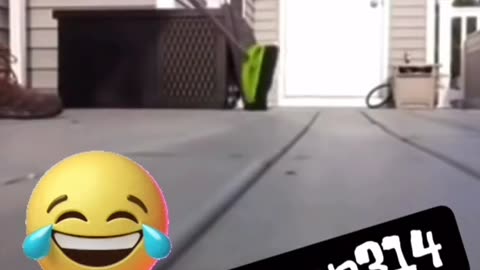 RACCOON AIN'T SCARED OF NOBODY🤣🤣🤣