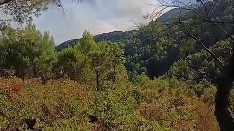 Patos/ Po digjet pylli me pisha, shikoni pamjet