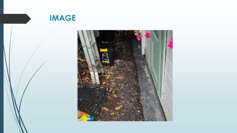 Best Service For Cockroach Control in North Feltham