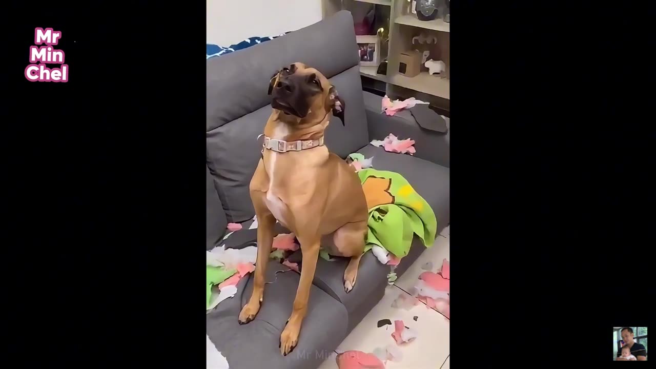 funny animal