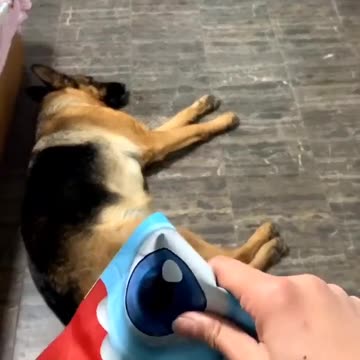 He recognizes the treats by the sound 🤣