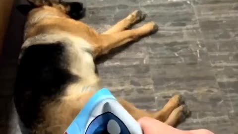 He recognizes the treats by the sound 🤣