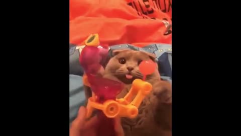 Cute and Funny Cats Try not to Laugh And Cats Dogs Adorable Stunning Funny Videos