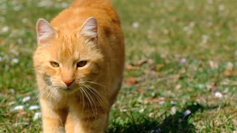 Meet the Internet’s Cutest Cat — Pure Joy in Every Purr! 😻💕