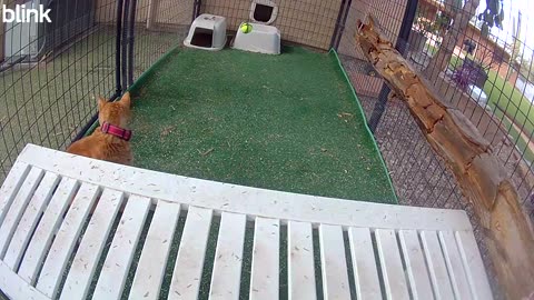 Buddy Doing His Morning Constitutional